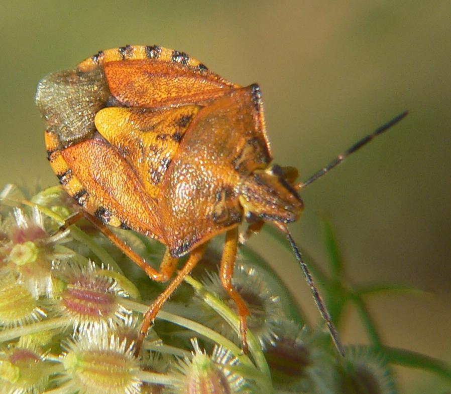 Carpocoris pudicus